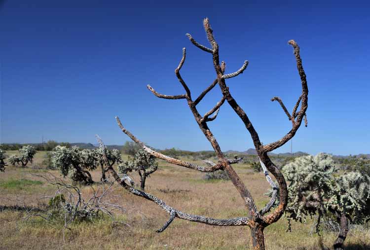 cholla skeleton